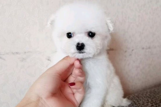 狗狗拉的粑粑有点软