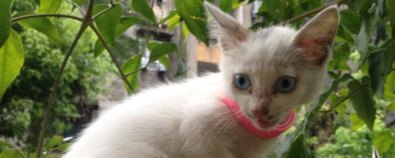 小土猫需要打疫苗吗