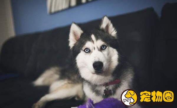 西伯利亚雪橇犬为什么叫哈士奇，其实阿拉斯加也是哈士奇