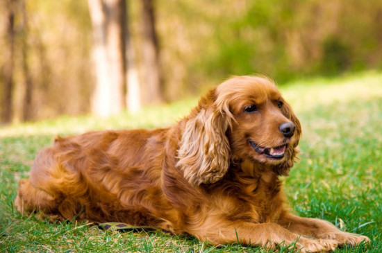 可卡犬怎么训练