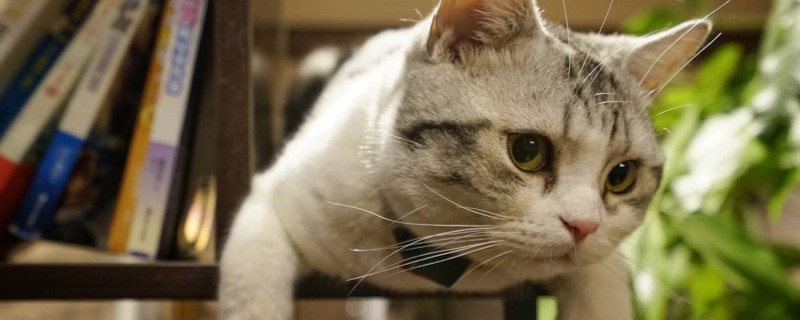 养美短猫的弊端
