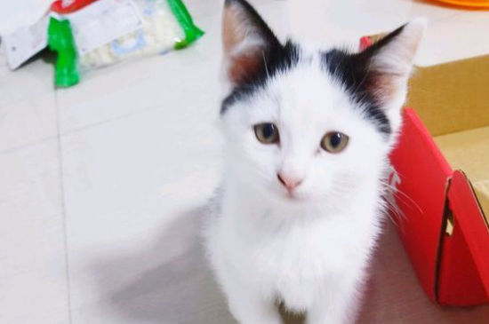 猫能不能吃桑葚