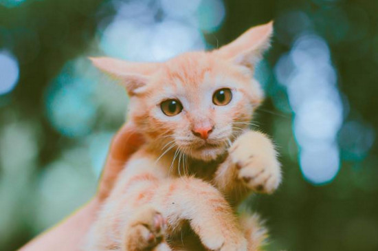 猫呼吸很重有杂音