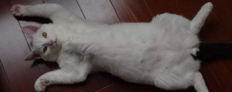 猫咪爱你的表现