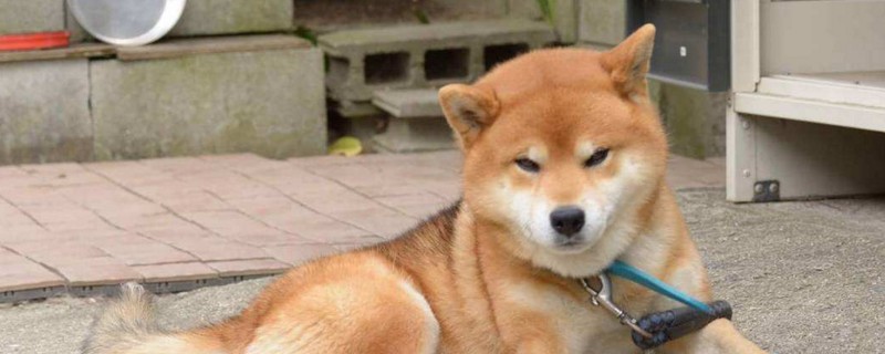 柴犬脱毛吗