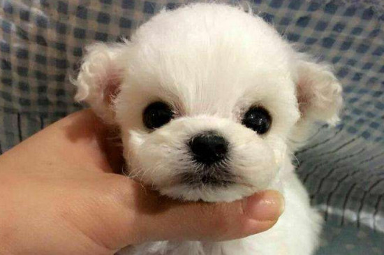 茶杯犬10元是真的吗，有没有10元的茶杯犬
