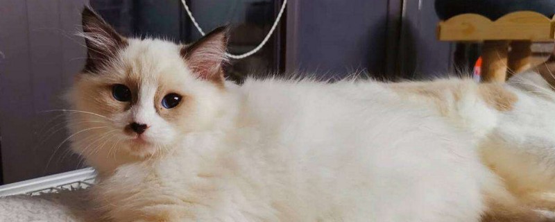 猫下巴长了疙瘩