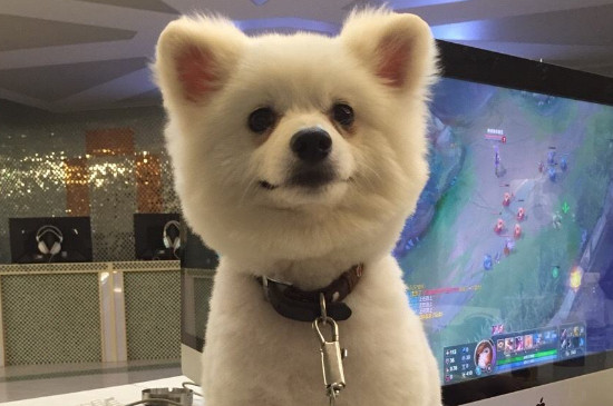 狗狗一直仰脖是怎么了