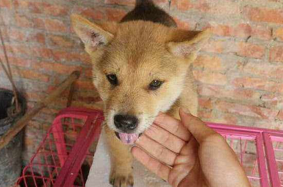 土狗可以当宠物养吗