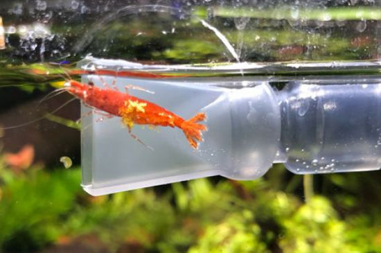 水晶虾抱卵注意什么