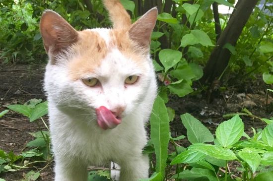 猫耳朵长螨虫