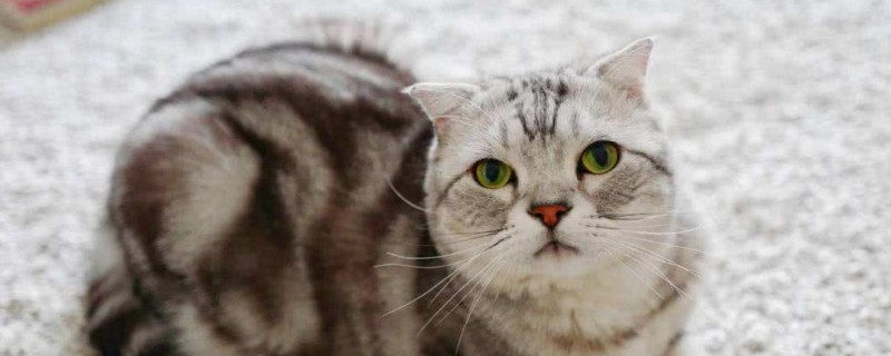 新手养猫注意事项，初学者养猫攻略