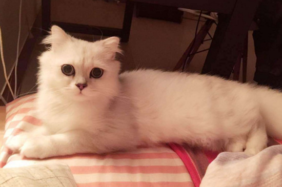 猫瘟便血是什么阶段