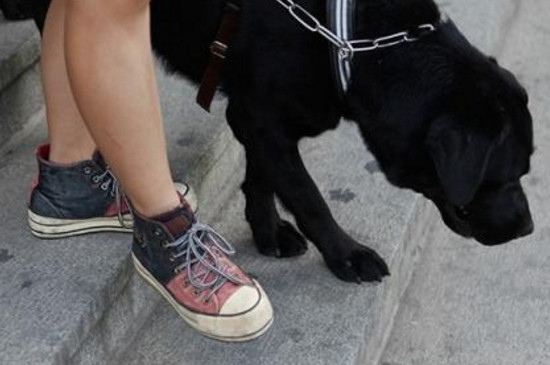 导盲犬为什么不能摸