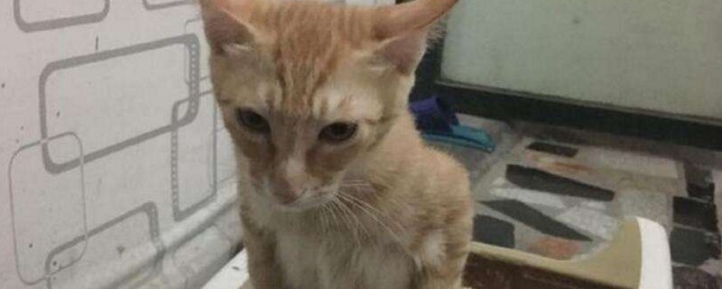 猫想拉屎的表现