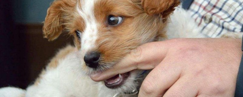 狂犬病症状