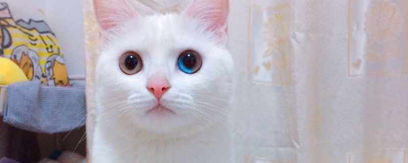 猫咪不吃猫粮只吃肉