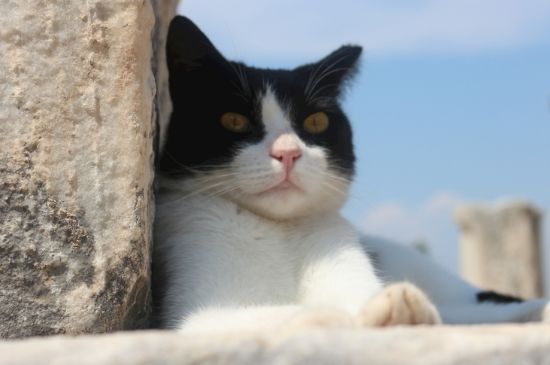 猫又吐又拉不吃不喝