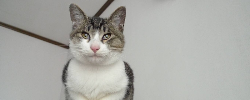 猫咪尾巴根部抽搐