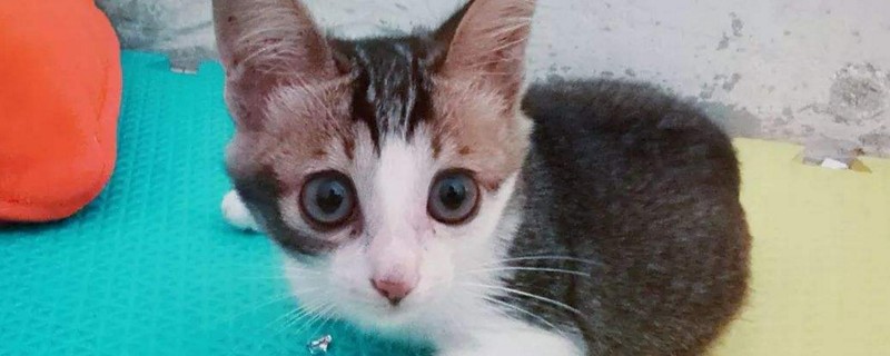 猫可以吃火腿肠吗