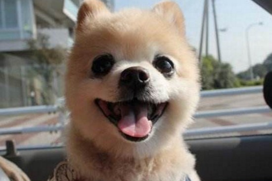 养狗狗的注意事项，新手饲养宠物犬的5个禁忌