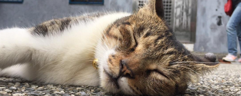 猫挡路什么预兆