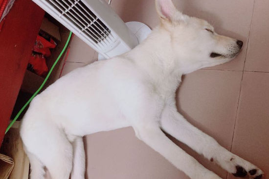 狗疯了能活多久