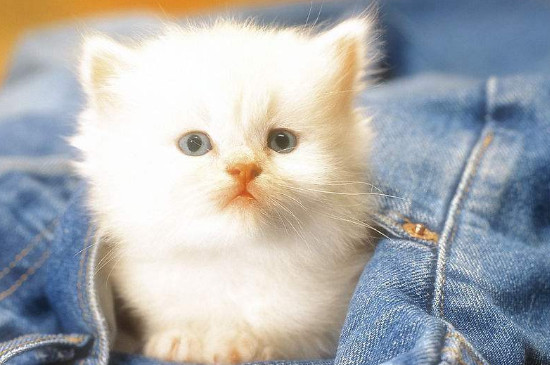 新来的小猫老叫怎么办