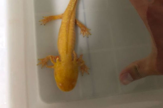 六角龙鱼能撑死吗