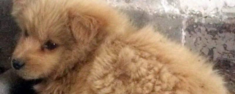 狂犬病狗的症状
