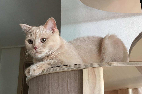 猫埋屎老是扒盆边怎么办