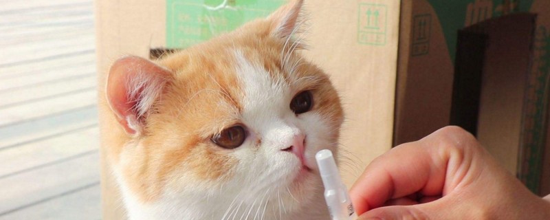 猫体外驱虫后没精神