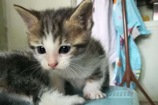 两个月的土猫吃什么