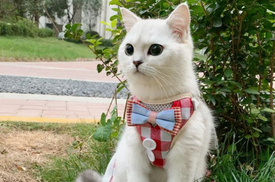 猫拉稀很臭