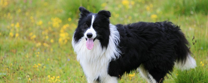 十大聪明名犬