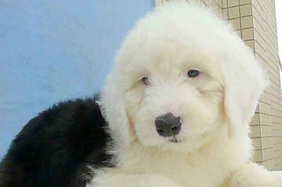 古牧幼犬价格大概多少，一只纯种犬需要3000-15000元