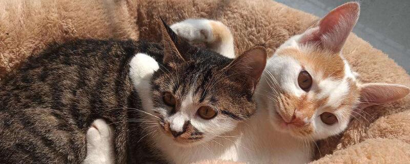 养一公一母两只猫注意什么