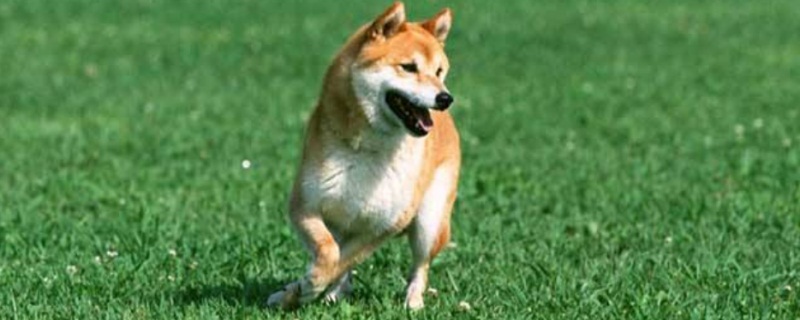 跟柴犬很像的狗