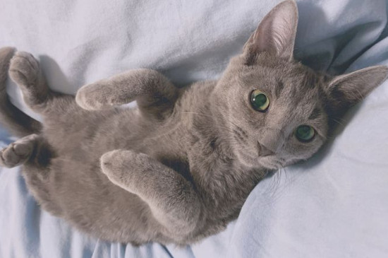俄罗斯蓝猫掉毛吗