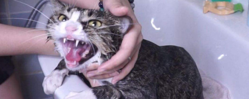 流浪猫很凶怎么办