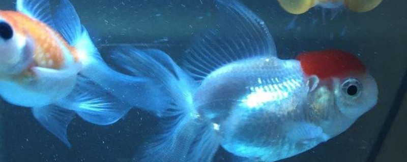 金鱼拉屎很长掉不下来
