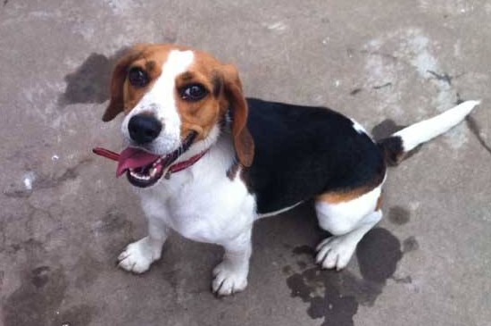 比格犬适合家养吗，比格犬忠诚亲人适合在家饲养