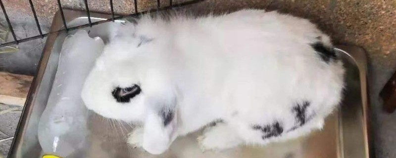 兔子为什么不能送人