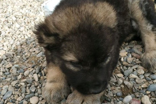 高加索犬什么时候认主人