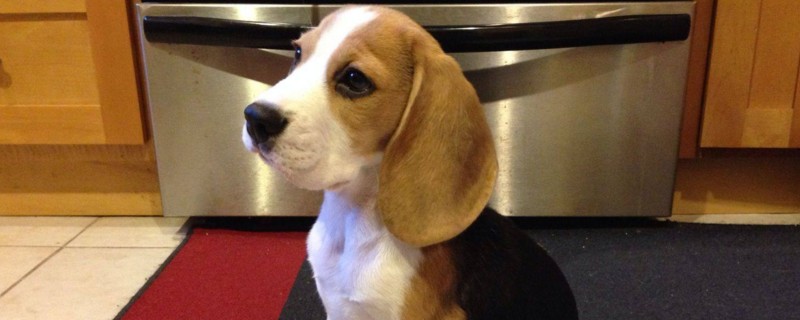 幼犬受凉的症状
