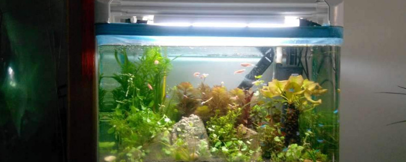 不花钱使鱼缸水变清澈