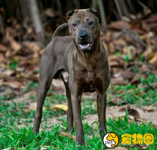 骨嘴沙皮犬才是真正的斗犬，而今却被肉沙取代