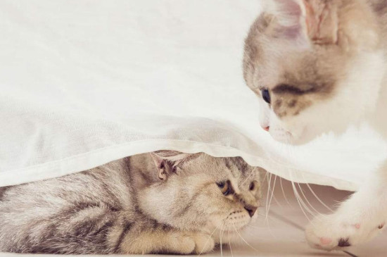 猫脚受伤了能自愈吗