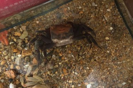 相手蟹快死前兆