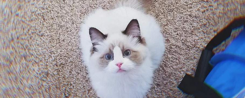 猫咪的嘴巴可以打吗